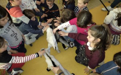 La classe accueille des petits chevreaux