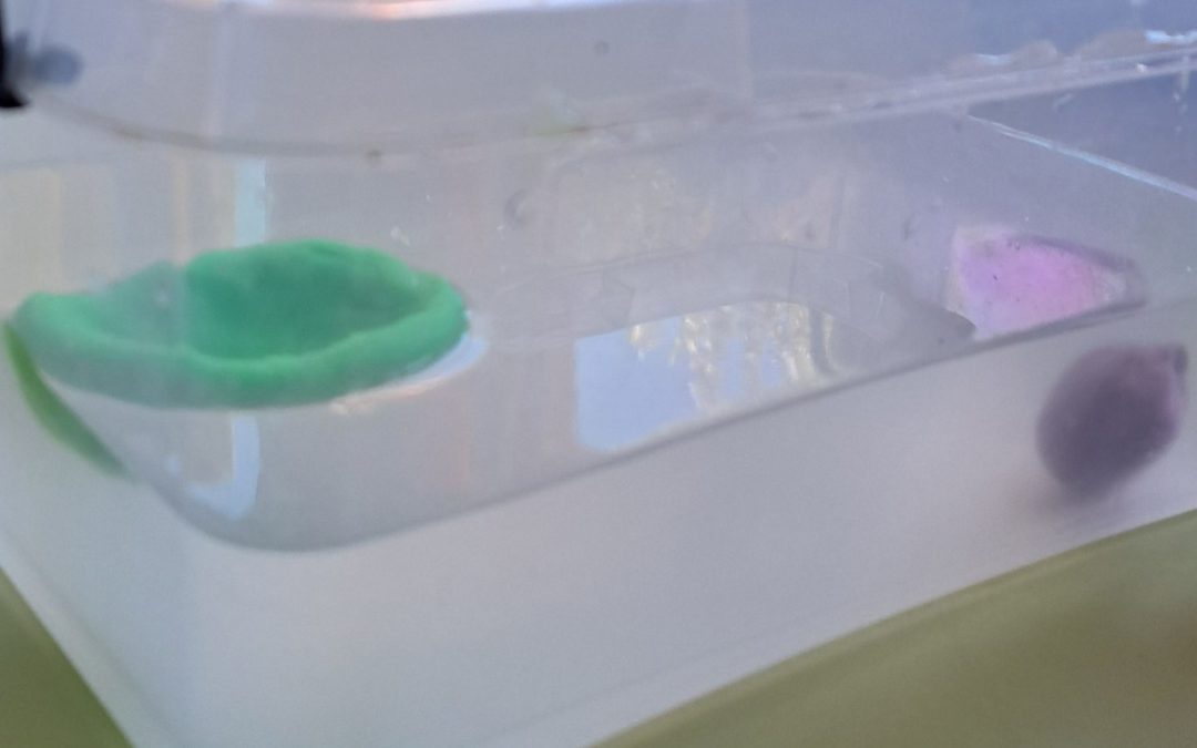 La fête des sciences à l’école