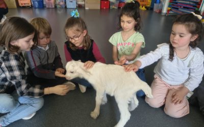 Des chevreaux à l’école!